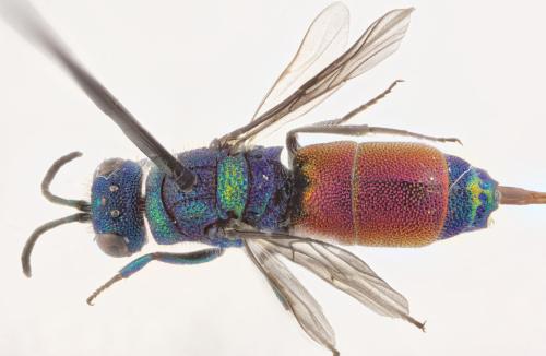 Réf. 304 563 : Chrysis (insperata-rutilans)